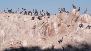 Uçurumdaki kahverengi pelikan sürüsü, kayalık ada ve mavi gökyüzü, Point Lobos doğal rezervi, Monterey vahşi yaşamı, Kaliforniya sahili, ABD. Büyük kuşların oluşturduğu bir grup. Birçok pelecanus, vahşi hayvan kolonisi.