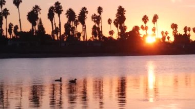 Günbatımı okyanus sahillerinde birçok palmiye ağacı silueti, Kaliforniya sahilleri, ABD. San Diego kıyısındaki Mission Bay Park 'ın sakin suyunda mor turuncu gökyüzünün yansıması. Deniz yüzeyi ve tropikal gün batımı.