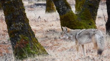 Vahşi kürklü kurt, gri çakal ya da gri çakal, sonbahar ormanı açıklığı, Yosemite ulusal parkı vahşi yaşam alanı, Kaliforniya, ABD. Evcilleştirilmemiş etobur yırtıcı, doğal ortamdaki hayvan gibi melez bir köpek..