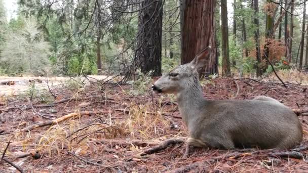 松の木の下の野生の鹿のカップルや家族 ヨセミテ渓谷の動物のペア 森林のグレード カリフォルニア州の野生動物動物 荒野や森の中で 自由または自然の生息地で若いですか後ろに — ストック動画