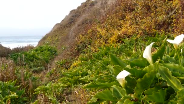 해변의 몬테레이 캘리포니아 봄에는 대양의 파도를 백합을 수있다 야생화 — 비디오