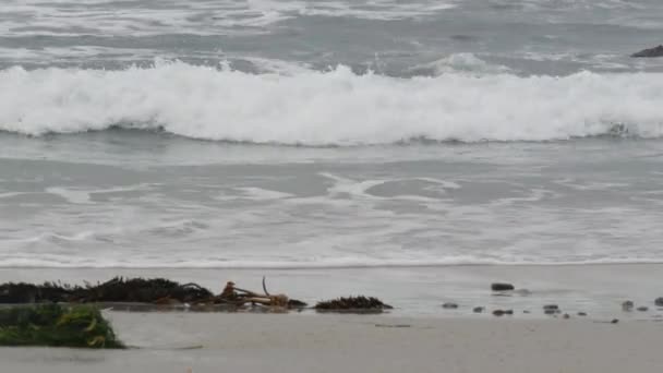 Ondas Oceânicas Muitas Aves Arenosas Praia Rochosa Pequenos Pássaros Praia — Vídeo de Stock