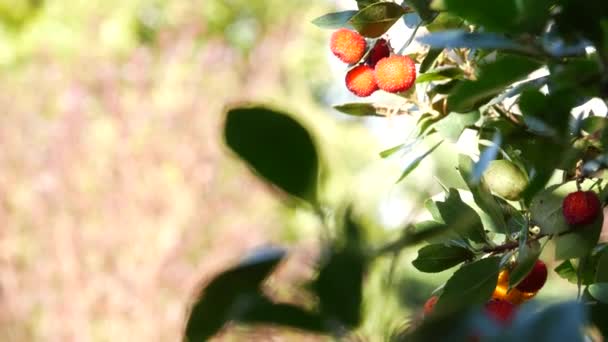イチゴの木や低木は熟して熟していない果物 アイルランドのアーバスウンデ収穫 カインまたは杖リンゴ果実 カリフォルニア ガーデン 緑の葉 アイルランドに広がる地中海性ヨーロッパの植物 — ストック動画