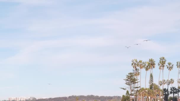 野生の茶色のペリカンの群れ 青い空 ビーチでヤシの木 カリフォルニア沿岸の野生動物 米国の夏の審美的な飛行 多くのペリカヌスが上昇し 自由度で海の上を飛行する 鳥の羽 ヤシの木 — ストック動画