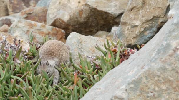 Καλιφόρνια Έδαφος Τρωκτικό Σκίουρος Στην Άμμο Παραλία Πράσινα Ζουμερά Φυτά — Αρχείο Βίντεο