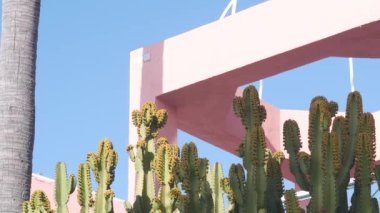 Minimalist mimari ve kaktüs bitkileri, pembe ev duvarının yanında. Kaliforniya modernizmi estetik. yeşil büyük kaktüs ve dış binanın geometrik şekli. Moda yaz atmosferi, soyut arkaplan.