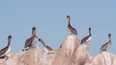 Uçurumdaki kahverengi pelikan sürüsü, kayalık ada ve mavi gökyüzü, Point Lobos doğal rezervi, Monterey vahşi yaşamı, Kaliforniya sahili, ABD. Büyük kuşların oluşturduğu bir grup. Birçok pelecanus, vahşi hayvan kolonisi.