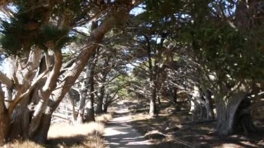 Ormandaki ya da ormandaki patika yolu, eski koruluktaki ya da ormandaki patika yolu, Point Lobos vahşi doğası, Kaliforniya ABD. Yürüyüş ya da yürüyüş için patika ya da yürüyüş yolu. Kozalaklı çam ağaçları manzarası.