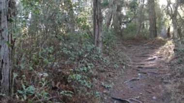 Ormandaki ya da ormandaki patika yolu, eski koruluktaki ya da ormandaki patika yolu, Point Lobos vahşi doğası, Kaliforniya ABD. Yürüyüş ya da yürüyüş için patika ya da yürüyüş yolu. Kozalaklı çam ağaçları manzarası.