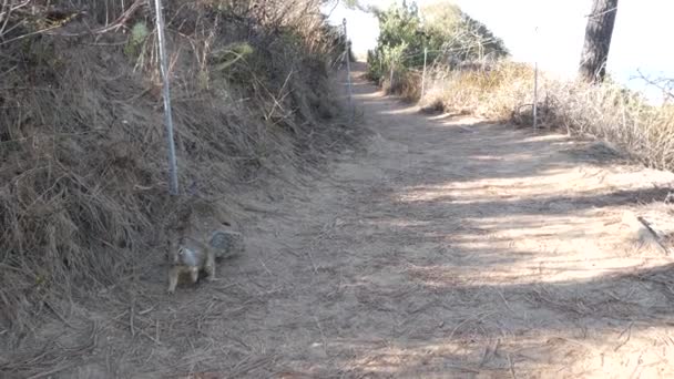エコツーリズム 野生動物のための指定された歩道上のリス トーリーパインズ動物園 エコツーリズムのための自然保護区 トレッキングやトレイルハイキング カリフォルニア州 環境保全 — ストック動画