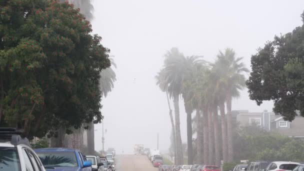 Palmeras Niebla Calle Ciudad Niebla Brumosa Tiempo California Atmósfera Sombría — Vídeo de stock