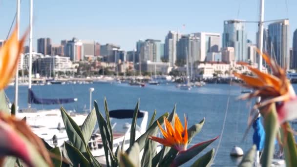 游艇在码头和市中心城市的天际线 圣地亚哥市景观 加利福尼亚海岸 海湾边的摩天大楼 海滨的海滨长廊 城市建筑按港口划分 紫杉花 — 图库视频影像