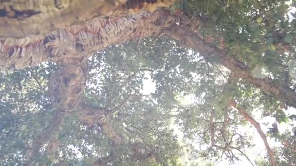 Großer Korkbaum Oder Großer Korkholzstamm Äste Und Baumkronenblätter Von Unten — Stockvideo