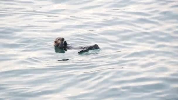 かわいい毛皮の海カワウソ海洋哺乳動物 海の水でかわいい野生の水生動物の水泳 カリフォルニア海岸の野生動物 米国の動物 面白い小さな足や手 — ストック動画