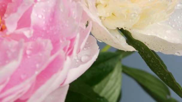 水雨滴落在牡丹花上 春花盛开 花朵绽放 春天潮湿的植物区系 番茄酱色花花序 Bouquet 春湿花瓣上的露珠或雨滴 — 图库视频影像