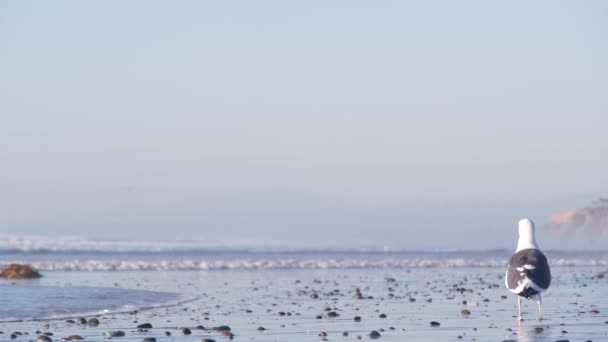 海の海の水の波 ラウンド滑らかな石や柔らかい焦点で岩によって砂浜の石 カリフォルニア州の海岸休暇の審美的な トーリーパインズ 海を背景に 海岸のカモメの鳥 — ストック動画