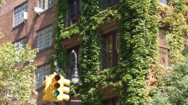 New York caddesi kavşağı, sarı trafik ışığı, ulaşım yolu kavşağı, Birleşik Devletler. Manhattan konut mimarisi. Kırmızı tuğla, kahverengi taş. Yeşil köşe, duvarda sarmaşık bitkisi.