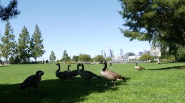 New York, ABD - 31 Ağustos 2023: Waterfront, Manhattan Skyline, Downtown Rockefeller Park. Hudson Yards nehir manzaralı gökdelenler. Yaban kazı göçü, kuşlar, çimenler.