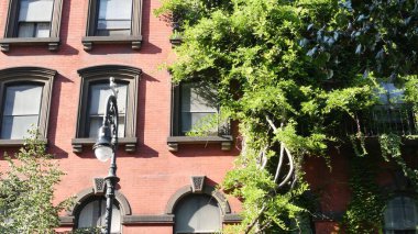 New York City klasik bina mimarisi. Şehir dışındaki konutlar. ABD emlak mülkü. Tipik yeşil cephe sarmaşık bitkisini kaplıyor. Stuyvesant Caddesi 'ndeki duvar bahçesi. Sarmaşık tırmanışçısı. Fener.