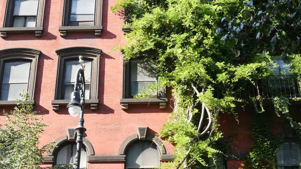 New York City klasik bina mimarisi. Şehir dışındaki konutlar. ABD emlak mülkü. Tipik yeşil cephe sarmaşık bitkisini kaplıyor. Stuyvesant Caddesi 'ndeki duvar bahçesi. Sarmaşık tırmanışçısı. Fener.
