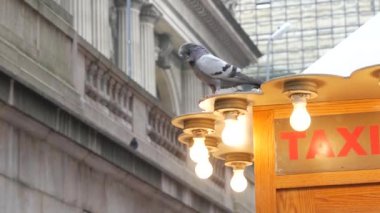 New York, American Grand Central Terminal İstasyon İstasyonu, 42. Cadde. Manhattan Midtown 'da. Sarı taksi büfesi, Pershing Square, NYC, ABD 'deki telefon kulübesi. Güvercin kuşu..