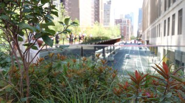 New York City High Line Greenway 'i yükseltti, Manhattan Midtown, ABD. Şehir parkındaki insanlar. Bahçedeki yeşillikte gezinti. Amerikan sokak hayatı, Hudson Yards yakınlarında Chelsea Highline. Sonbahar çiçekleri.