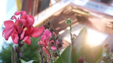 New York, Birleşik Devletler. Hudson Yards şehir mimarisi Chelsea, New York Manhattan Midtown, ABD 'de. Amerikan sanat eserleri ve çiçekler çiçek açar. Bahar ya da yaz çiçekliği. Yeşillik ve modern binalar