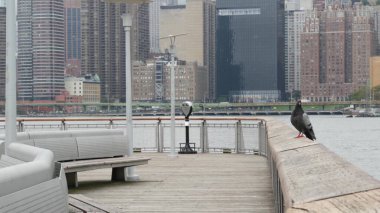 New York City waterfront skyline, Manhattan Midtown buildings, riverfront skyscrapers by East river water. Waterside cityscape view, Gantry Plaza pier, Long Island, Queens. United States architecture. clipart