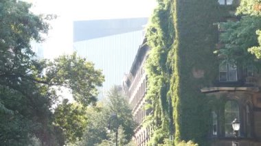 New York City klasik bina mimarisi. Şehir merkezindeki köşenin dış tarafında. Emlak mülkü, ABD. Tipik yeşil cephe sarmaşık bitkisini kaplıyor. Stuyvesant Caddesi 'ndeki duvar bahçesi. Sarmaşık tırmanıcısı.