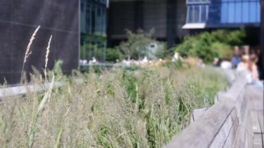 New York City High Line Greenway 'i yükseltti, Manhattan Midtown, ABD. Şehir parkındaki insanlar. Bahçedeki yeşillikte gezinti. Amerikan sokak hayatı, Hudson Yards yakınlarında Chelsea Highline. Tahta bank..