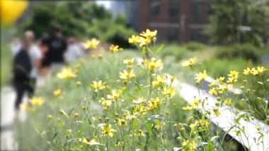New York City High Line Greenway 'i yükseltti, Manhattan Midtown, ABD. Şehir parkındaki insanlar. Bahçedeki yeşillikte gezinti. Amerikan sokak hayatı, Hudson Yards yakınlarında Chelsea Highline. Sonbahar çiçekleri.