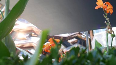 New York, Birleşik Devletler. Hudson Yards şehir mimarisi Chelsea, New York Manhattan Midtown, ABD 'de. Amerikan sanat eserleri ve çiçekler çiçek açar. Bahar ya da yaz çiçekliği. Yeşillik ve modern binalar