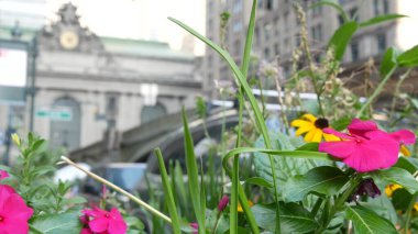 New York City Grand Central Terminal railway station building on 42 street. Manhattan Midtown, Pershing Square, NYC, USA. American urban scene, United States. Summer or spring flowers on flowerbed. clipart