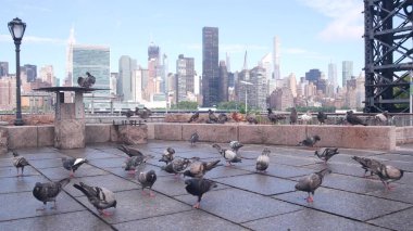 New York City waterfront skyline, Manhattan midtown, riverfront skyscrapers by East river water. Waterside cityscape view from Gantry Plaza dock pier, Long Island, Queens. United States architecture. clipart