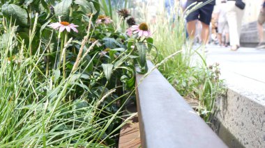 New York City High Line Greenway 'i yükseltti, Manhattan Midtown, ABD. Şehir parkındaki insanlar. Bahçedeki yeşillikte gezinti. Amerikan sokak hayatı, Hudson Yards yakınlarında Chelsea Highline. Demiryolu rayları.