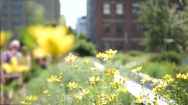 New York City High Line Greenway 'i yükseltti, Manhattan Midtown, ABD. Şehir parkındaki insanlar. Bahçedeki yeşillikte gezinti. Amerikan sokak hayatı, Hudson Yards yakınlarında Chelsea Highline. Sonbahar çiçekleri.