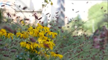 New York City High Line Greenway 'i yükseltti, Manhattan Midtown, ABD. Şehir parkındaki insanlar. Bahçedeki yeşillikte gezinti. Amerikan sokak hayatı, Hudson Yards yakınlarında Chelsea Highline. Sonbahar çiçekleri.