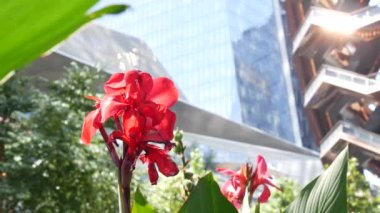 New York, Birleşik Devletler. Hudson Yards şehir mimarisi Chelsea, New York Manhattan Midtown, ABD 'de. Amerikan sanat eserleri ve çiçekler çiçek açar. Bahar ya da yaz çiçekliği. Yeşillik ve modern binalar