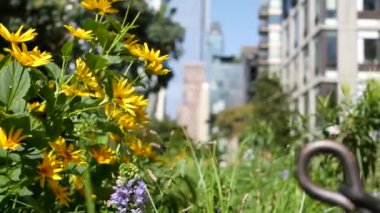 New York City High Line Greenway 'i yükseltti, Manhattan Midtown, ABD. Şehir parkındaki insanlar. Bahçedeki yeşillikte gezinti. Amerikan sokak hayatı, Hudson Yards yakınlarında Chelsea Highline. Sonbahar çiçekleri.