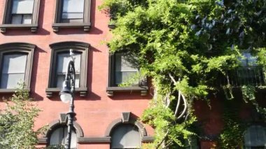 New York City klasik bina mimarisi. Şehir dışındaki konutlar. ABD emlak mülkü. Tipik yeşil cephe sarmaşık bitkisini kaplıyor. Stuyvesant Caddesi 'ndeki duvar bahçesi. Sarmaşık tırmanışçısı. Fener.
