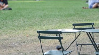 New York, Manhattan Midtown Bryant Parkı 42 sokak ve 5. Cadde köşesi, Birleşik Devletler. Amerika 'da NYC' nin simgesi. Yaz yeşilliklerinde sandalye ve masa. Çimenlerdeki insanlar.