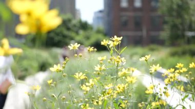 New York City High Line Greenway 'i yükseltti, Manhattan Midtown, ABD. Şehir parkındaki insanlar. Bahçedeki yeşillikte gezinti. Amerikan sokak hayatı, Hudson Yards yakınlarında Chelsea Highline. Sonbahar çiçekleri.