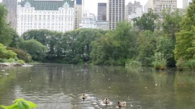 New York Şehri Manhattan Midtown. 5. Cadde 'deki Central Park, ABD. Amerika 'nın simgesi, NYC, ABD' deki şehir parkı. Havuzdan otel mimarisi, göl suyu, ördek kuşları..