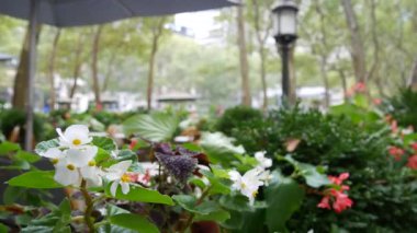 New York, Manhattan Midtown Bryant Parkı 42 sokak ve 5. Cadde köşesi, Birleşik Devletler. Amerika 'da NYC' nin simgesi. Çiçekli yeşillik, ağaçlar ve fener. Sonbahar yağmurlu günü.