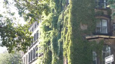 New York City klasik bina mimarisi. Şehir merkezindeki köşenin dış tarafında. Emlak mülkü, ABD. Tipik yeşil cephe sarmaşık bitkisini kaplıyor. Stuyvesant Caddesi 'ndeki duvar bahçesi. Sarmaşık tırmanıcısı.