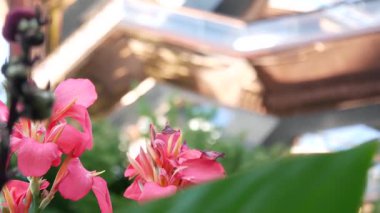 New York, Birleşik Devletler. Hudson Yards şehir mimarisi Chelsea, New York Manhattan Midtown, ABD 'de. Amerikan sanat eserleri ve çiçekler çiçek açar. Bahar ya da yaz çiçekliği. Yeşillik ve modern binalar