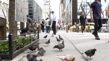New York, Birleşik Devletler - 11 Eylül 2023 Manhattan Midtown Caddesi, Beşinci Cadde. Amerikan şehir trafiği, sarı taksi, ABD. Aziz Patrick Katedrali. İnsanlar, güvercin kuşlar. Armani mağazası.