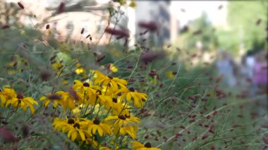 New York City High Line Greenway 'i yükseltti, Manhattan Midtown, ABD. Şehir parkındaki insanlar. Bahçedeki yeşillikte gezinti. Amerikan sokak hayatı, Hudson Yards yakınlarında Chelsea Highline. Sonbahar çiçekleri.