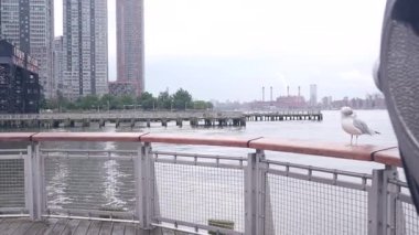 New York City rıhtımının ufuk çizgisi, nehir kıyısındaki gökdelenler, doğu nehri suyu. Liman kenti manzarası, martı, Gantry Plaza rıhtımındaki kule görüntüleme, Long Island tabelası, Queens binaları, Birleşik Devletler.