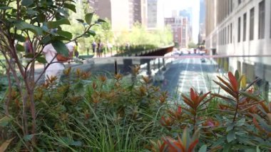 New York City High Line Greenway 'i yükseltti, Manhattan Midtown, ABD. Şehir parkındaki insanlar. Bahçedeki yeşillikte gezinti. Amerikan sokak hayatı, Hudson Yards yakınlarında Chelsea Highline. Sonbahar çiçekleri.